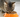 Hydrolysed Protein Cat Food: What You Need To Know
