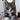 Indoor Cat Nutrition: Keeping Indoor Cats Lean, Active and Stimulated