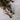Dog laid on carpet looking up at camera